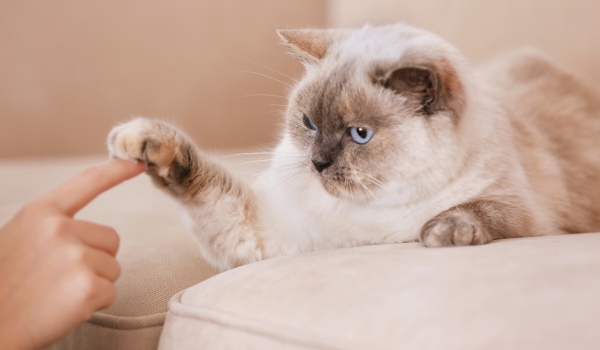 Cat on freshly cleaned sofa, Chemo Clean
