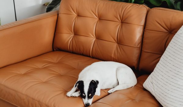 Domestic Sofa Cleaning, Chemo Clean